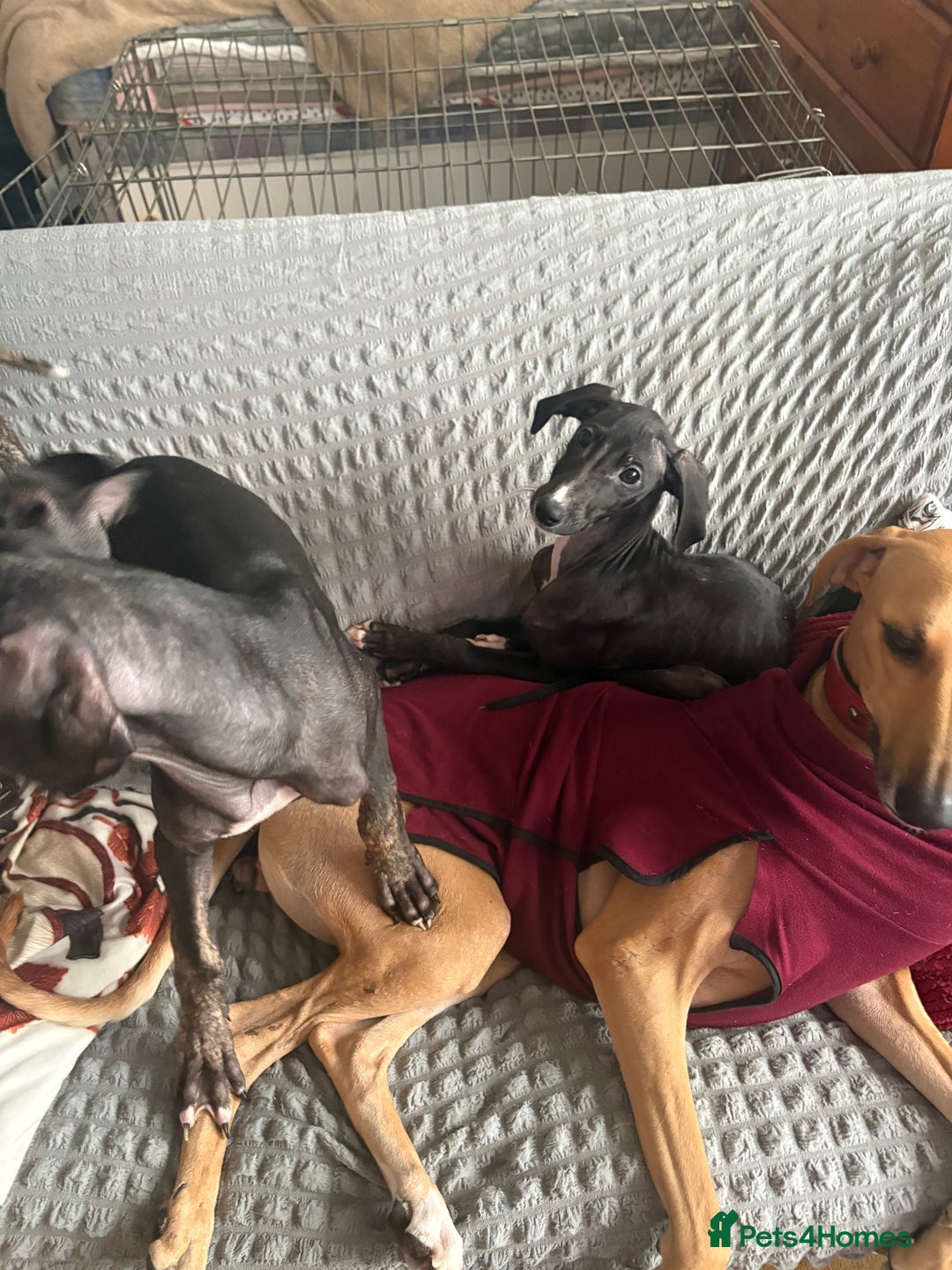 Mixed Breed dogs for sale: Saluki x lurcher/whippet puppies - Image 9