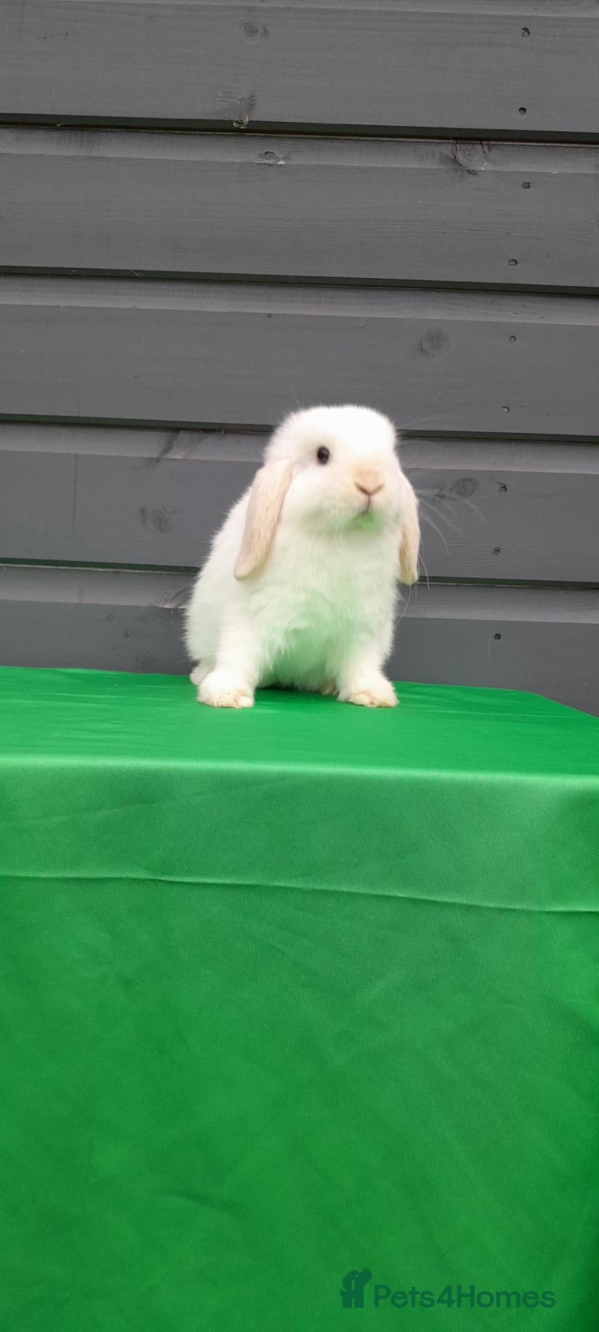 Mini Lop rabbits Mini lop rabbits  - Advert 1