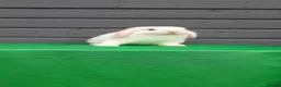 Mini Lop rabbits for sale: Mini lop rabbits  - Advert 1