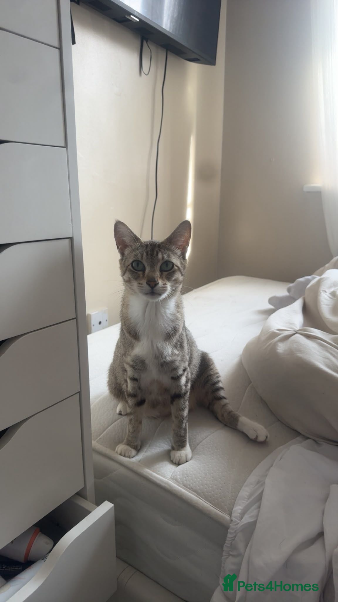 Mixed Breed cats Bengal cross siamese babies  - Advert 1