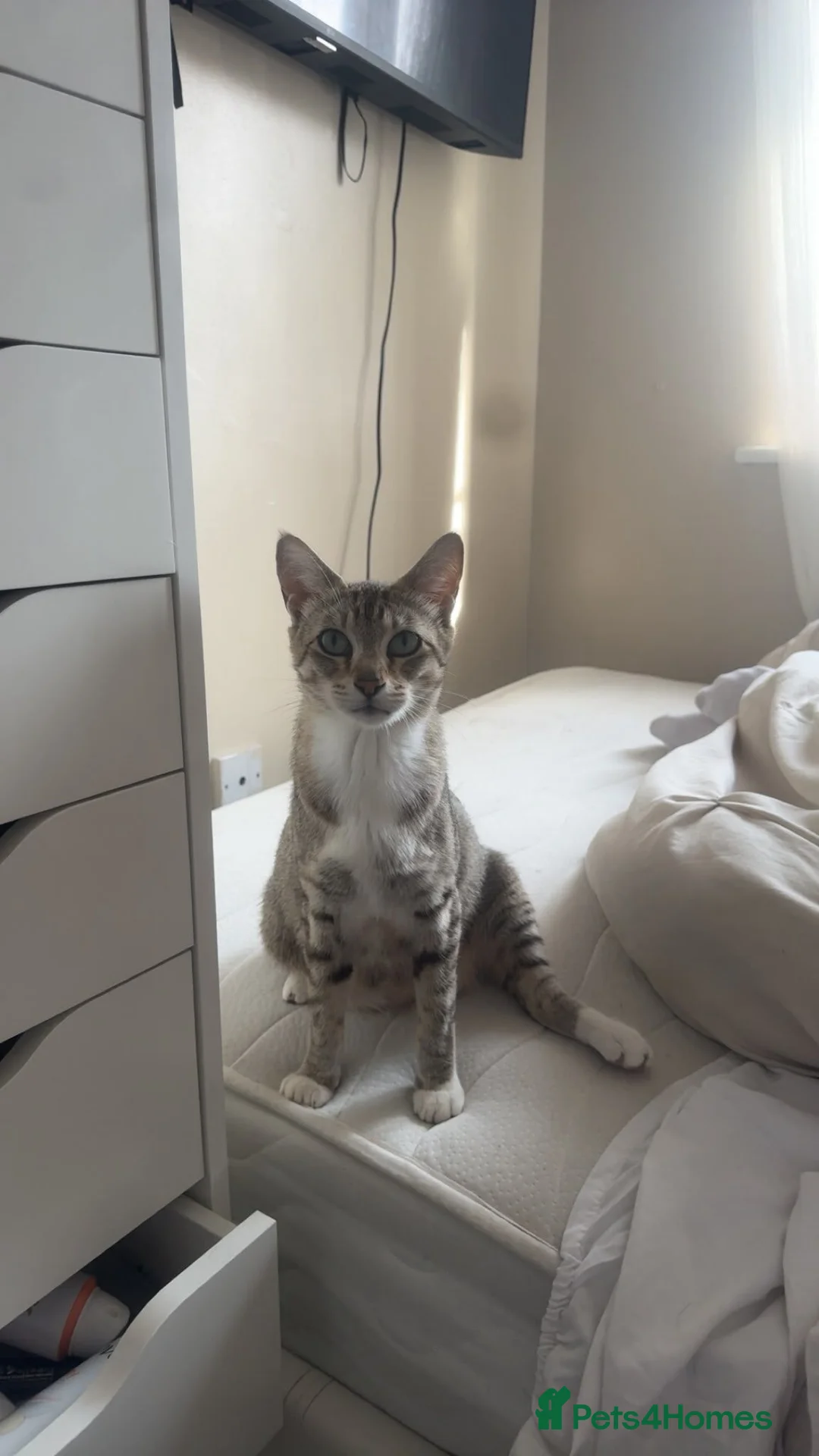 Mixed Breed cats for sale: Bengal cross siamese babies  in Telford - Advert 1