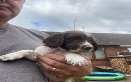 English Springer Spaniel dogs for sale: English springer spaniels  - Image 1