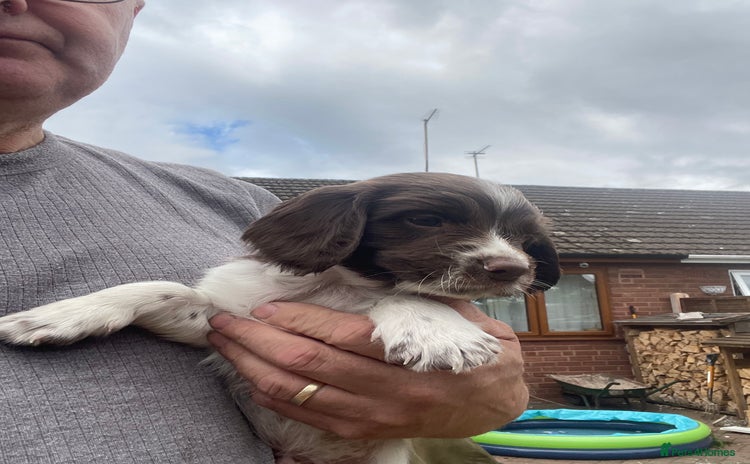 English Springer Spaniel dogs - Advert 7