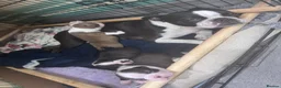 Boston Terrier dogs for sale: KC Registered Boston Terrier Puppies  in Wrexham - Advert 6