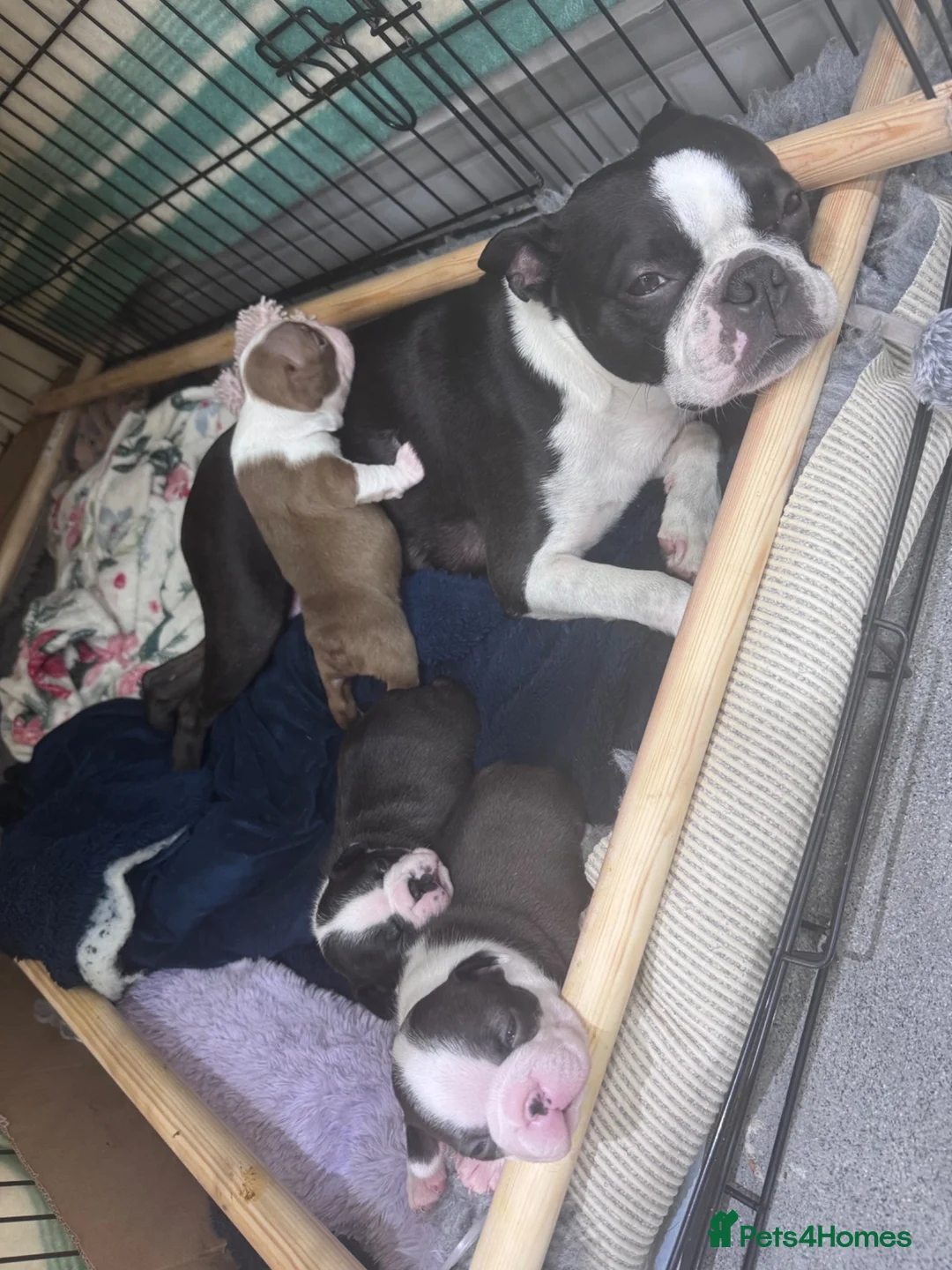 Boston Terrier dogs for sale: KC Registered Boston Terrier Puppies  in Wrexham - Advert 6