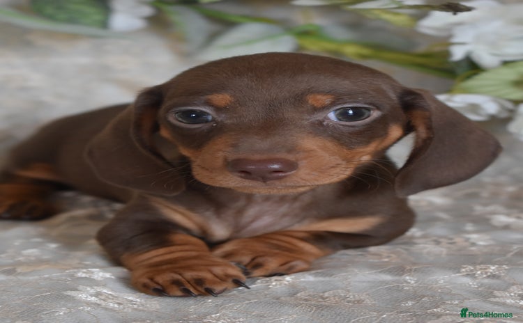 Miniature Dachshund dogs - Advert 15