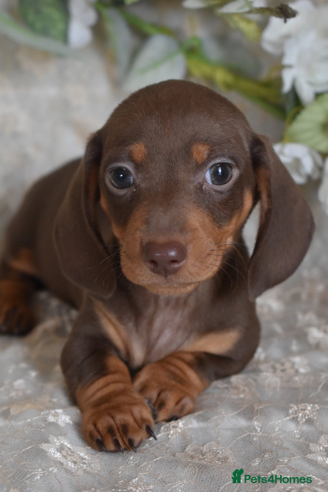 Miniature Dachshund dogs for sale: KC Smooth Coat Miniature Dachshund Puppies - Image 1