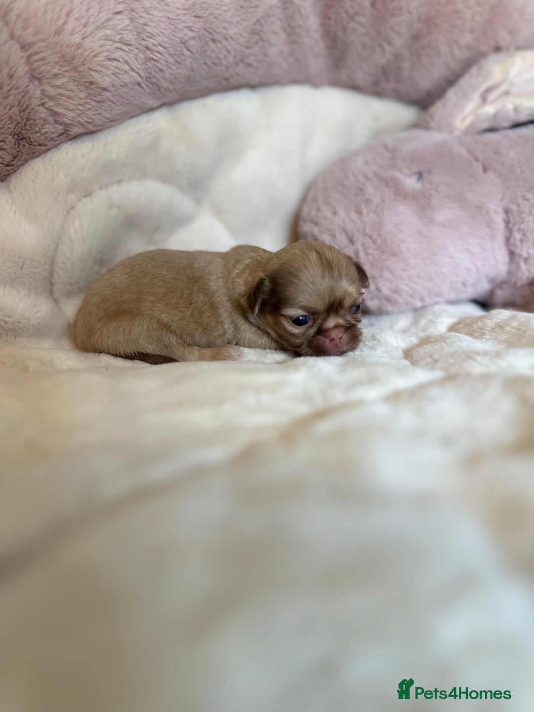 Shih Tzu dogs for sale: Beautiful shihtzu puppies - Image 4