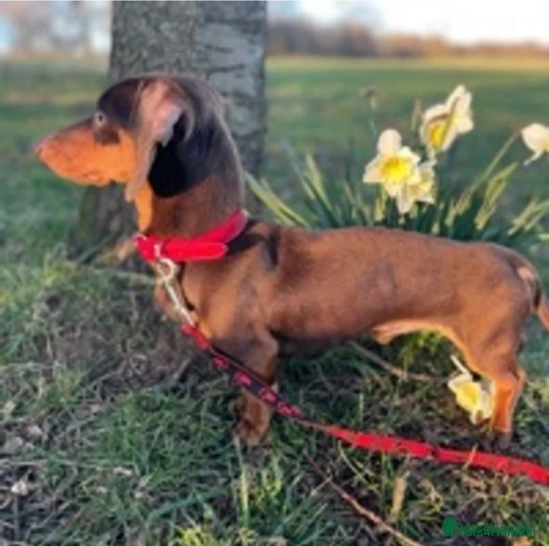 Miniature Dachshund dogs for stud: Experienced Choc & Tan Mini - KC Reg & DNA CLEAR in Romford - Advert 12