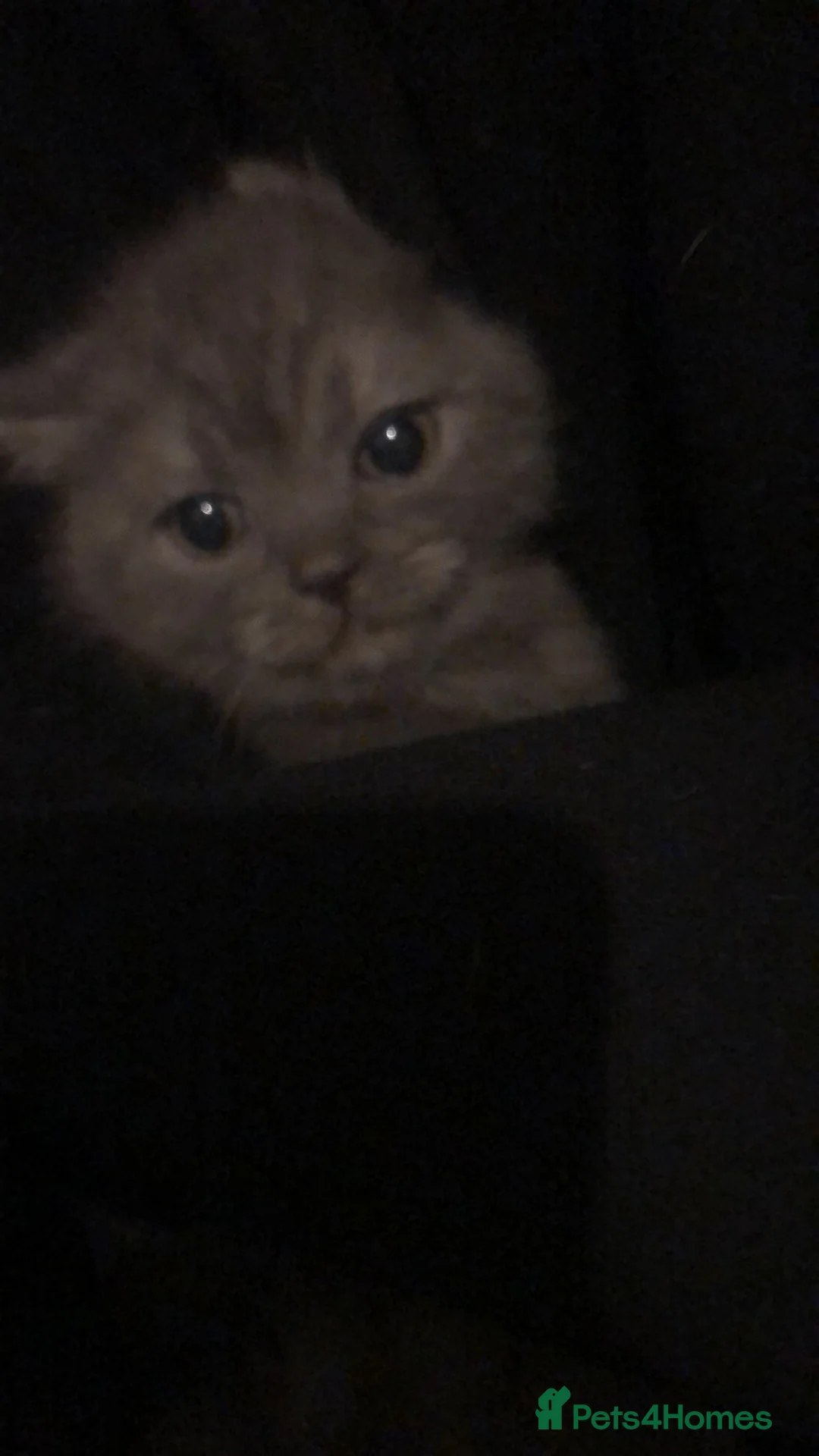 British Shorthair cats for sale: Meet bear - Advert 6
