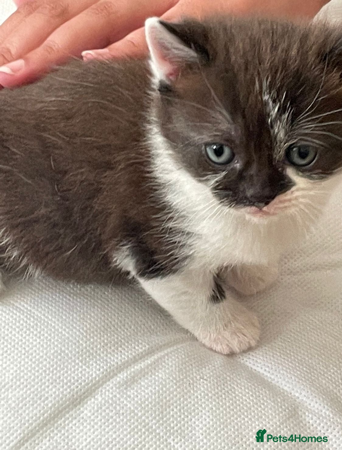 Mixed Breed cats One male mixed British shorthair kitten available  - Advert 18