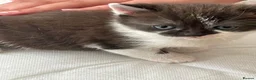 Mixed Breed cats for sale: One male mixed British shorthair kitten available  - Advert 1