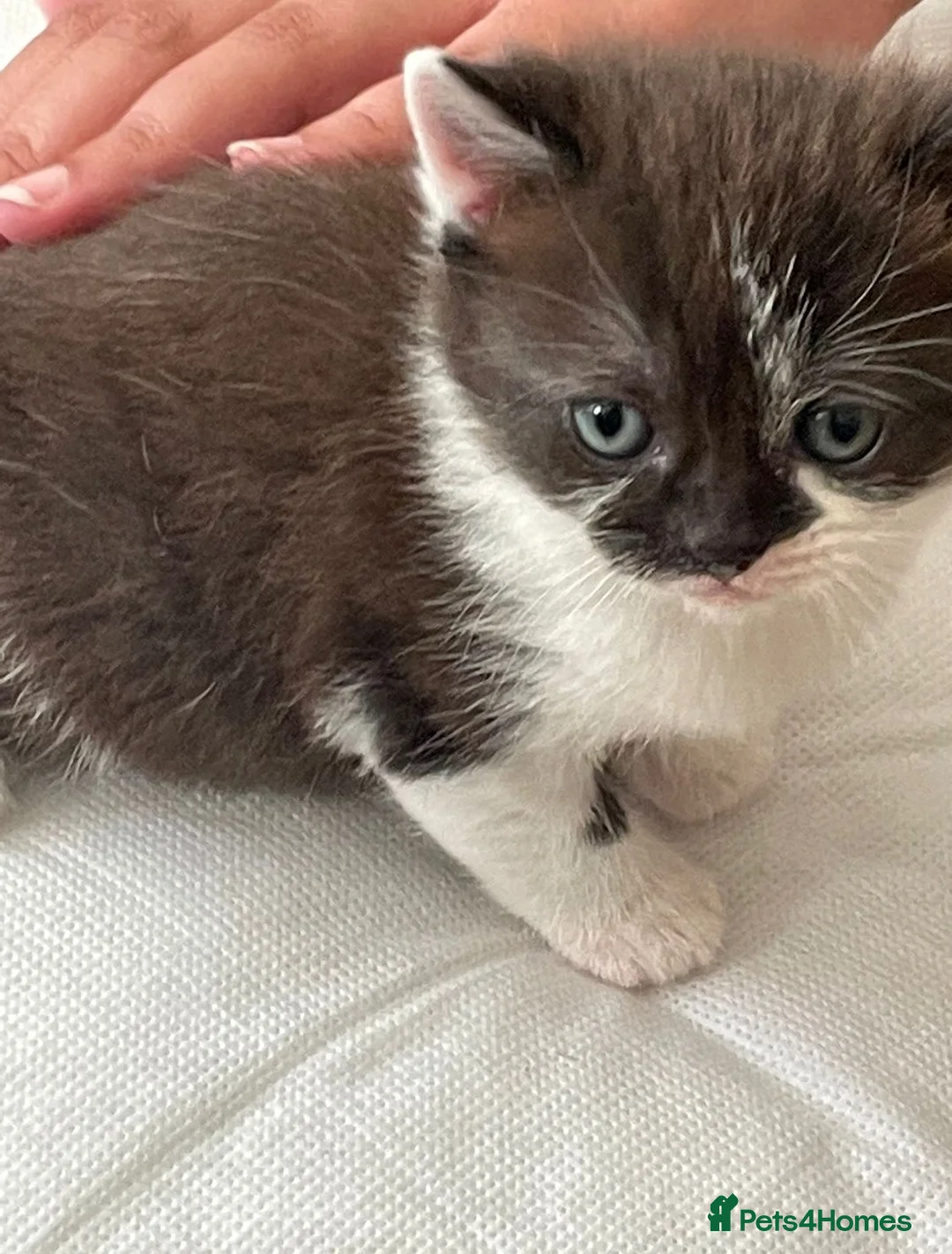 Mixed Breed cats for sale: One male mixed British shorthair kitten available  - Advert 1