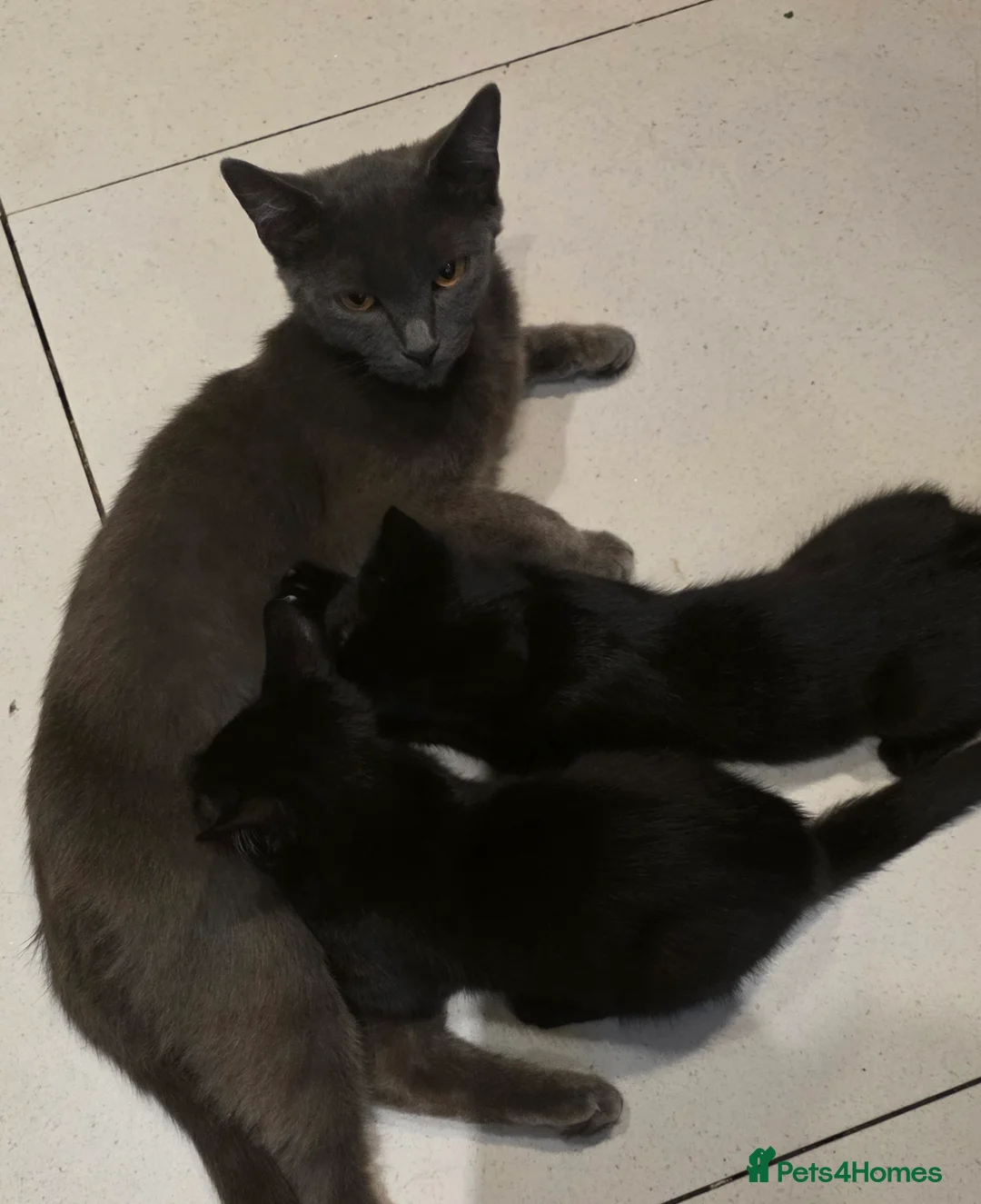 Mixed Breed cats for sale: 13-Week-Old Domestic Shorthair Kittens - Advert 2