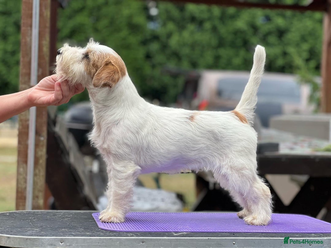 Jack Russell dogs for sale: KC registered Jack Russell Terrier  - Image 6