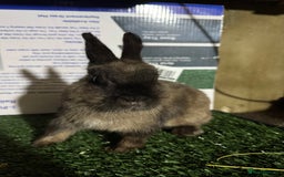Netherland Dwarf rabbits for sale: Pure breed Netherlands Dwarf  - Advert 3