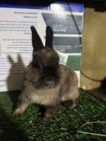 Netherland Dwarf rabbits Pure breed Netherlands Dwarf - Advert 2