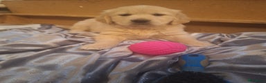 Golden Retriever Puppy 2