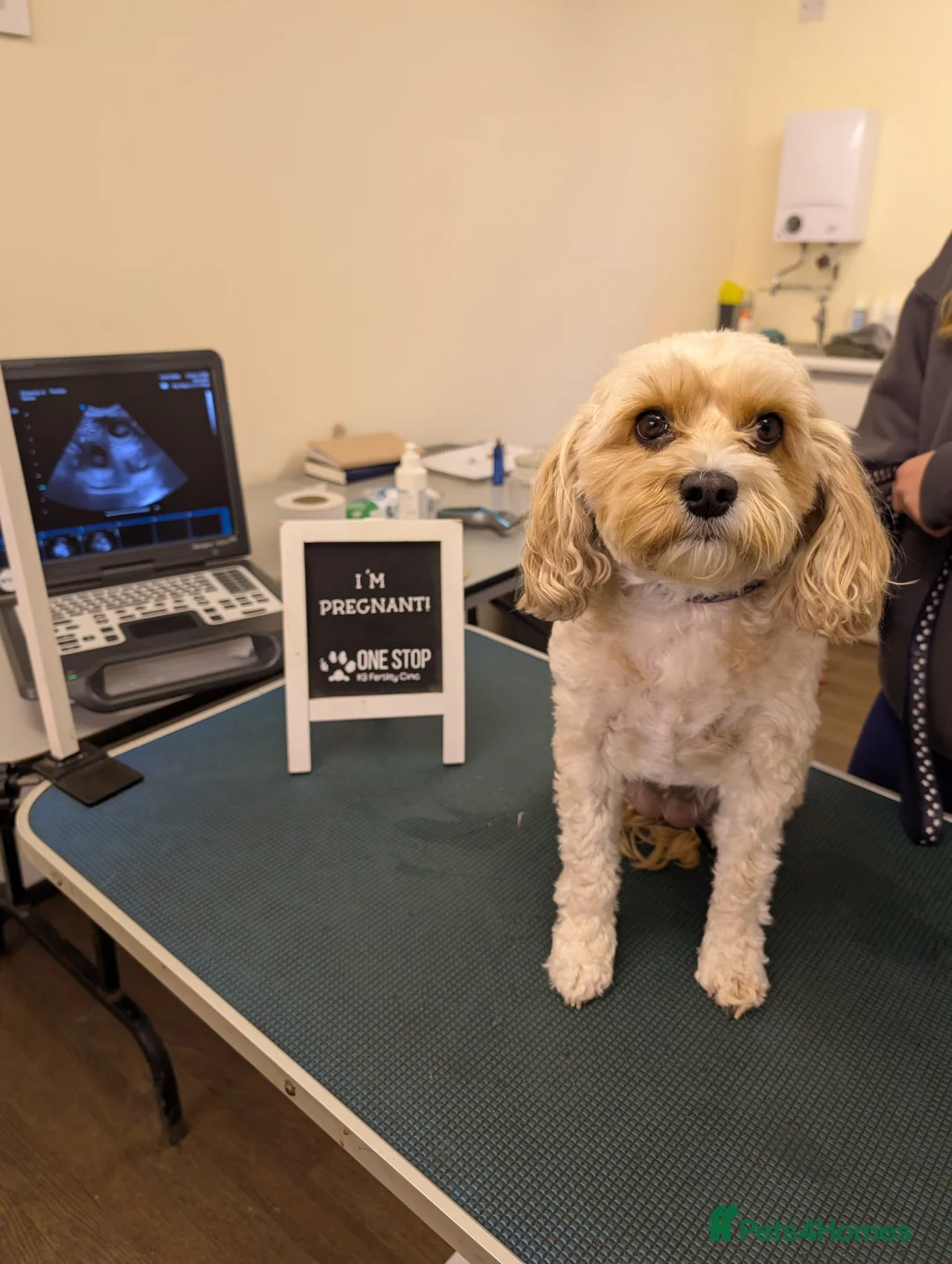 Cavapoo dogs for sale: F1B Cavapoo puppies  - Advert 15