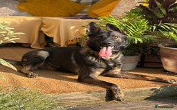 German Shepherd dogs for sale: Vonlisand Lunatic Tyson aka Brock  - Image 2