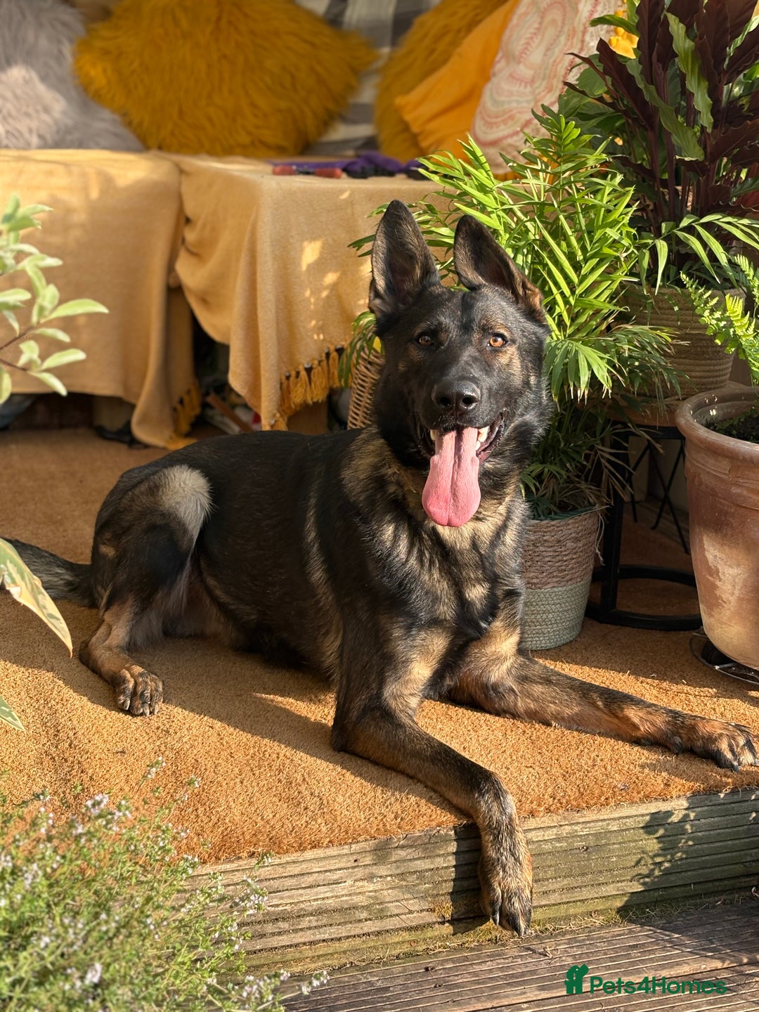 German Shepherd dogs for sale: Vonlisand Lunatic Tyson aka Brock  - Image 2