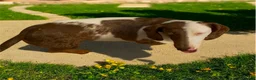 Dachshund dogs for sale: Beautiful Dachshund famale in need new home - Advert 2