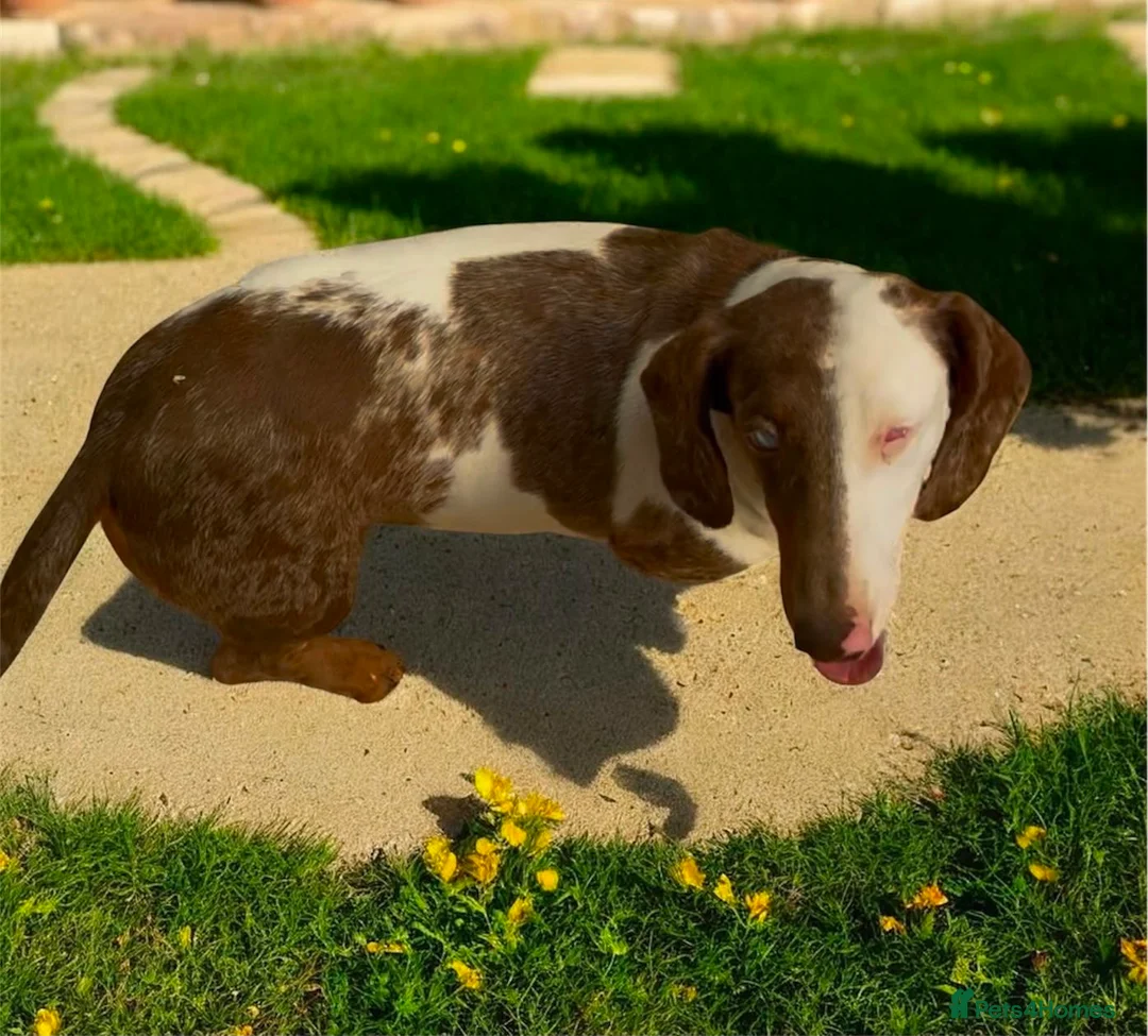 Dachshund dogs for sale: Beautiful Dachshund famale in need new home - Advert 2