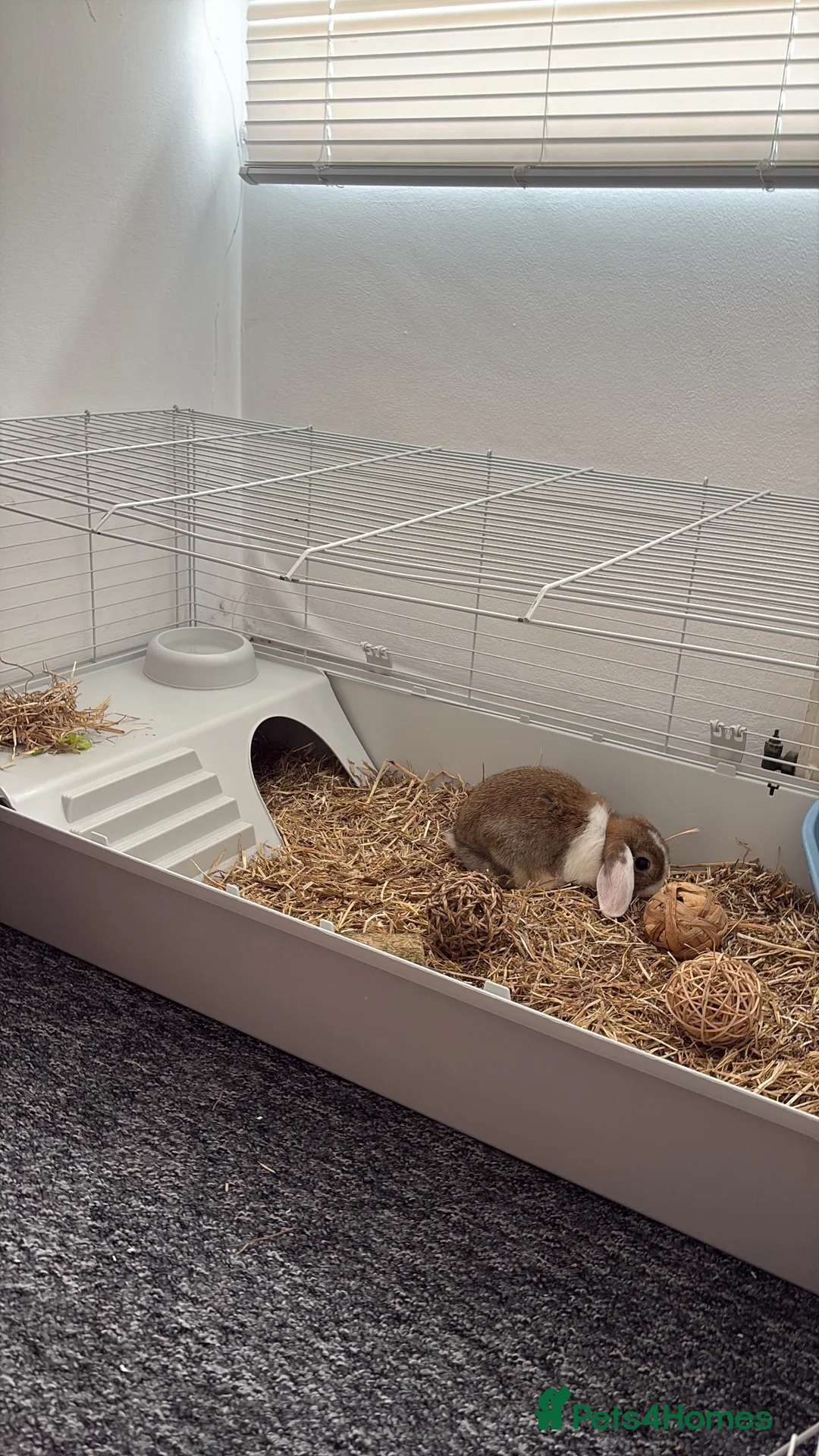 Mini Lop rabbits for sale: Mini Lob Rabbit (EVERYTHING INCLUDED) - Advert 3