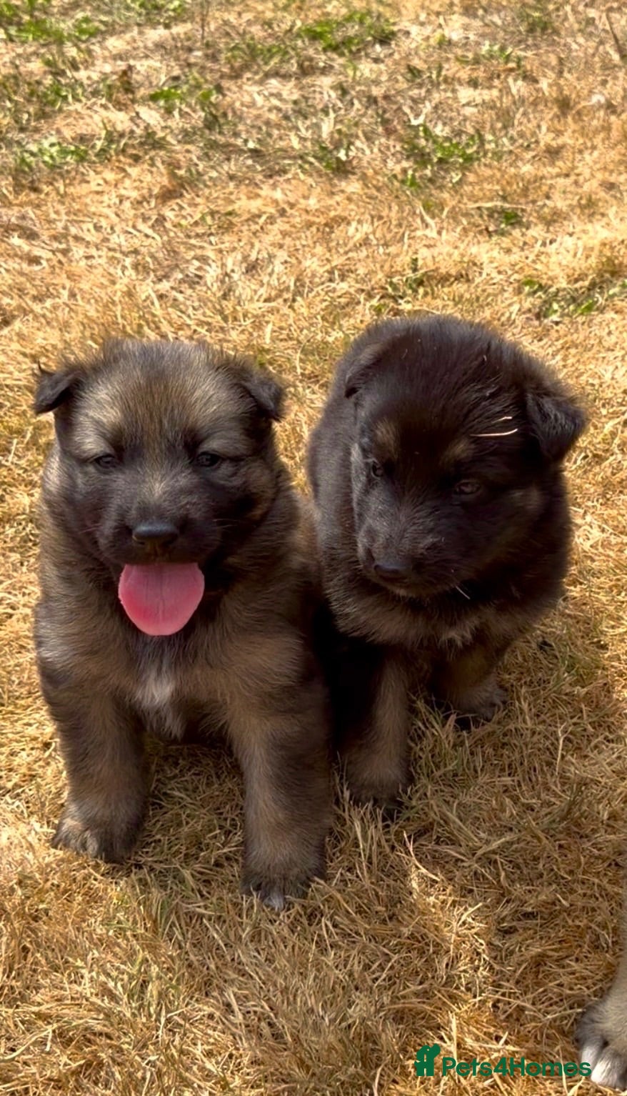 German Shepherd dogs 5Star⭐️Original Straight-Back German Shepherds  - Advert 1