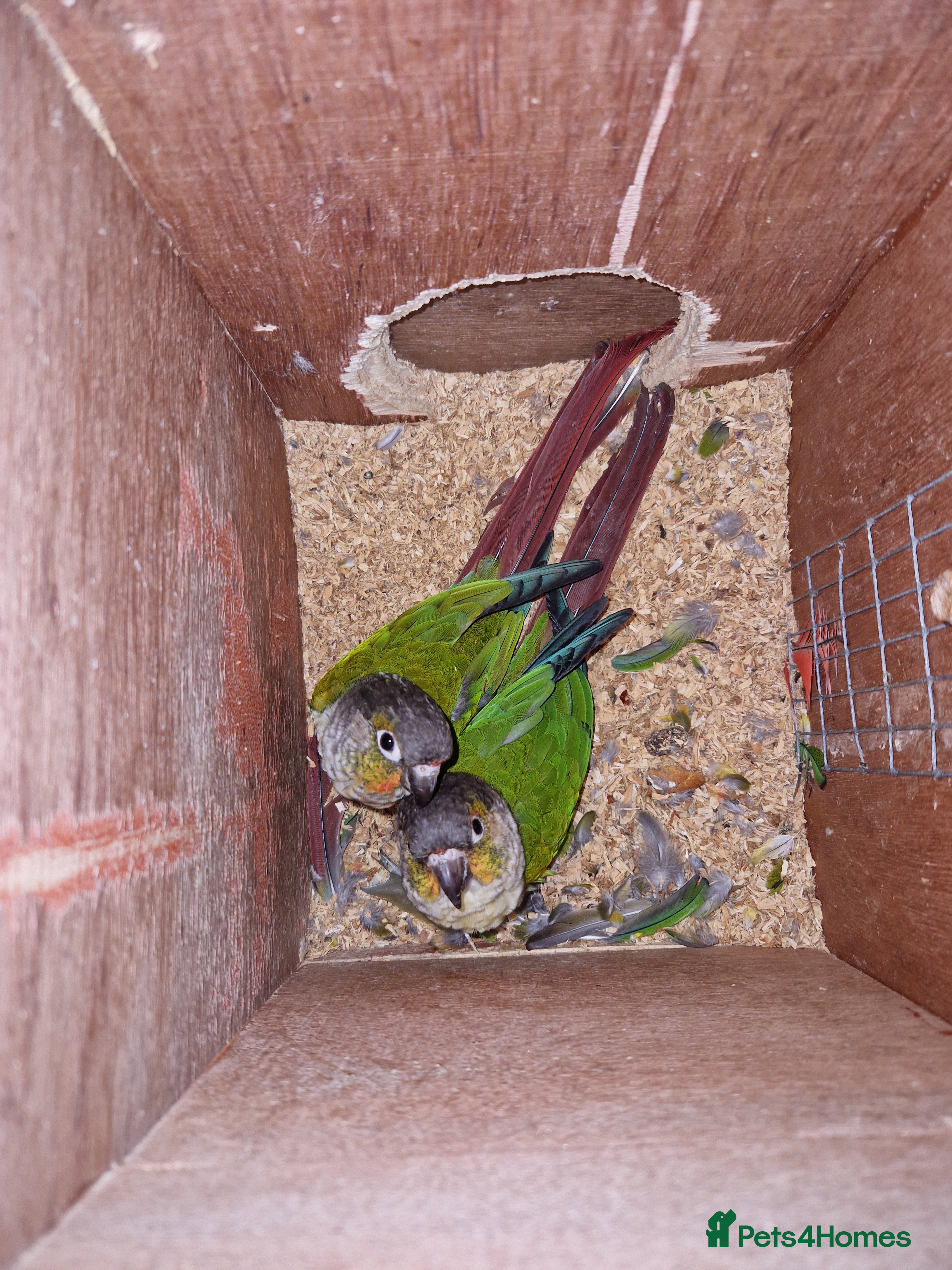 Conures birds Pair of conures - Advert 1
