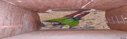 Conures birds for sale: Pair of conures - Advert 1