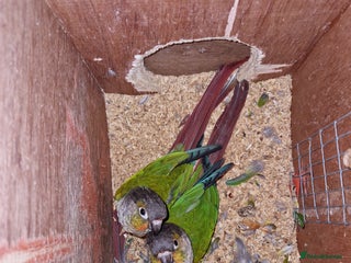 Conures birds - Advert 21