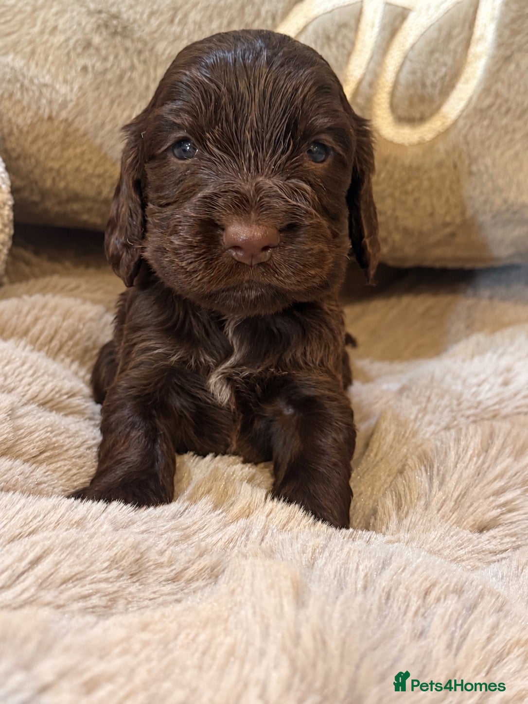 Cocker Spaniel dogs Stunning Show Cocker Spaniels full - Advert 2