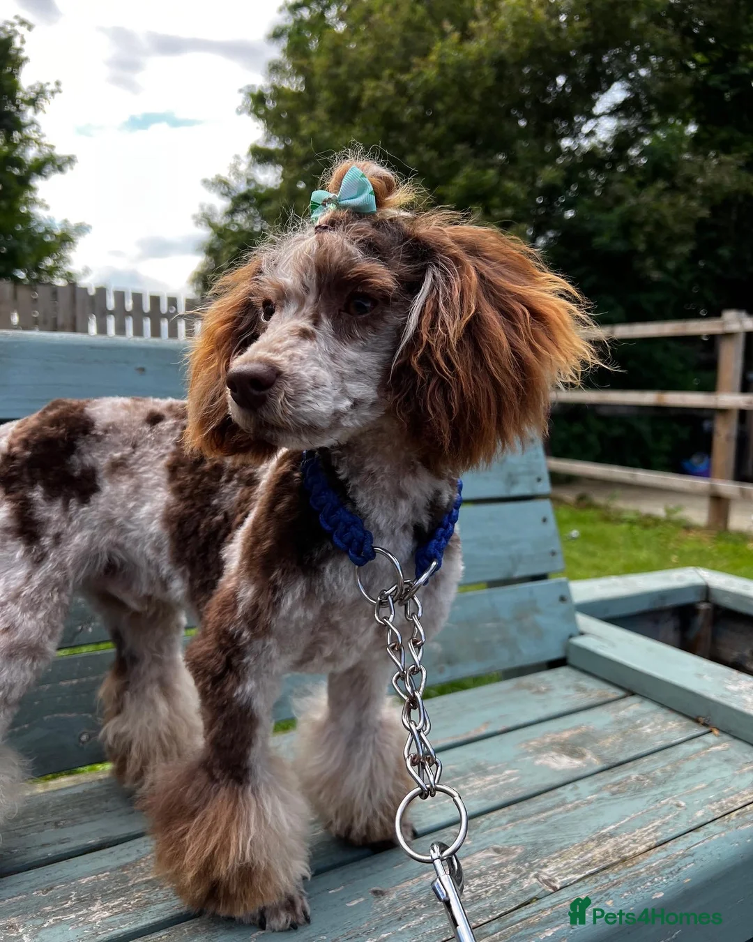 Poodle dogs for stud: Proven Stunning Chocolate Merle Toy Poodle in Doncaster - Advert 9