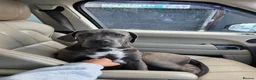 Cane Corso dogs for sale: 4 month old female cane corso  in Manchester - Advert 8