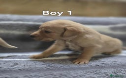 Labrador Retriever dogs for sale: Beautiful golden Labrador puppies  - Image 2