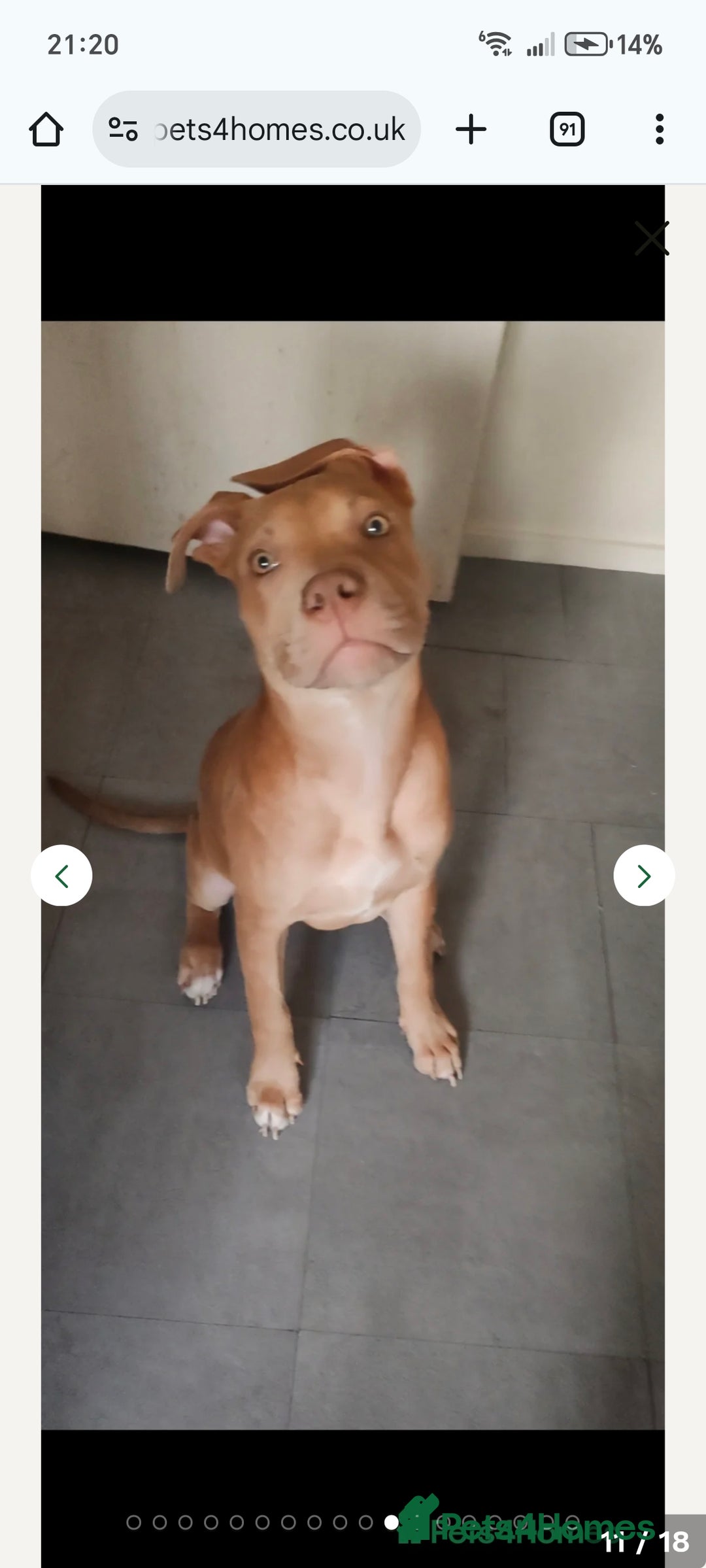 Mixed Breed dogs for sale: 10 month pup looking for forever loving home  - Advert 9