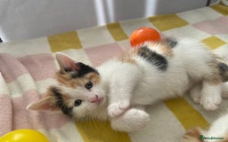Mixed Breed cats for sale: Playful Kitten Looking for a Loving Home - Image 1