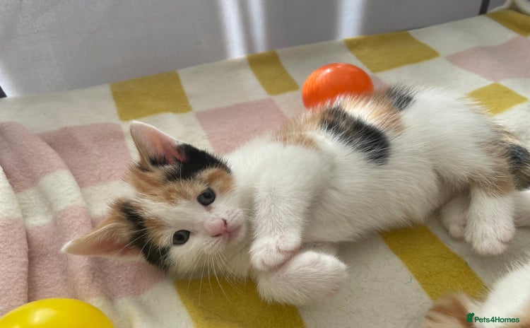 Mixed Breed cats for sale - Advert 1