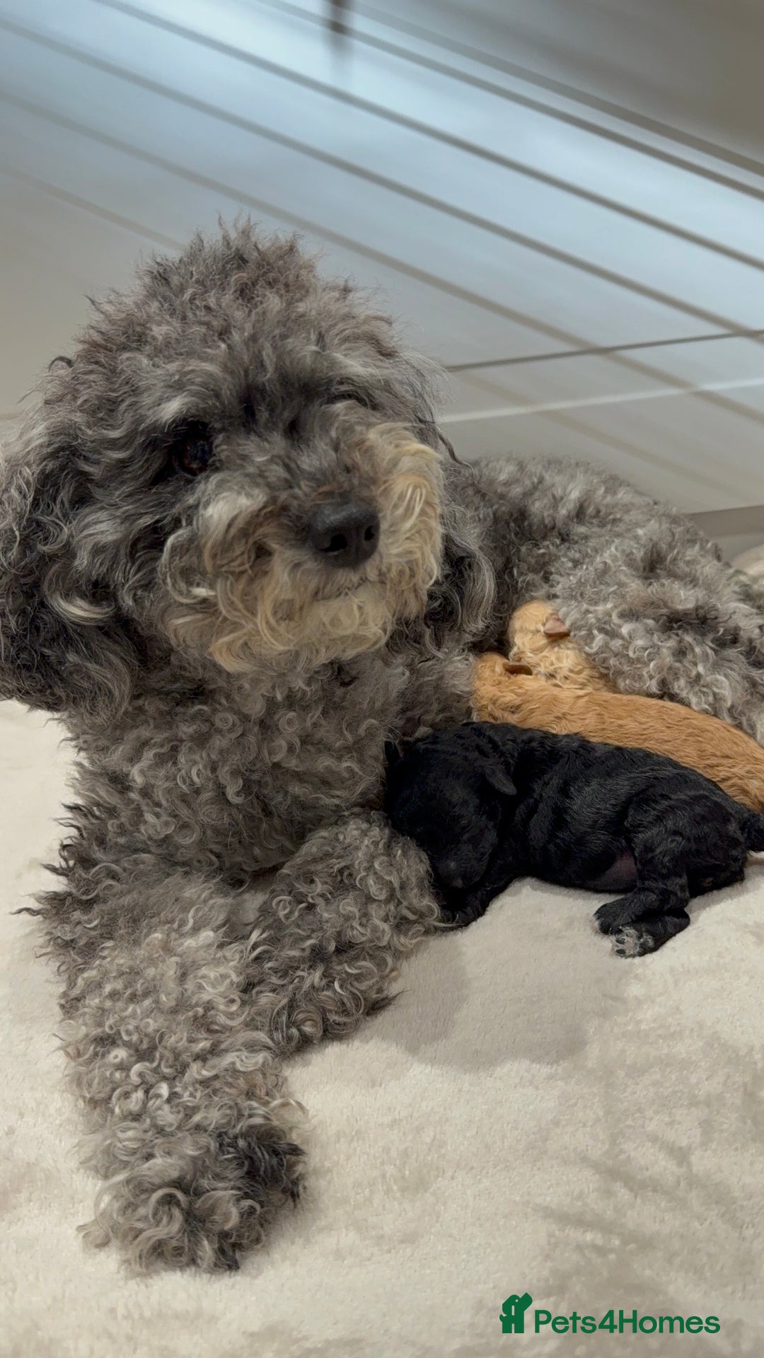 Toy Poodle dogs for sale: Adorable Toy Poodle Puppies  - Image 5