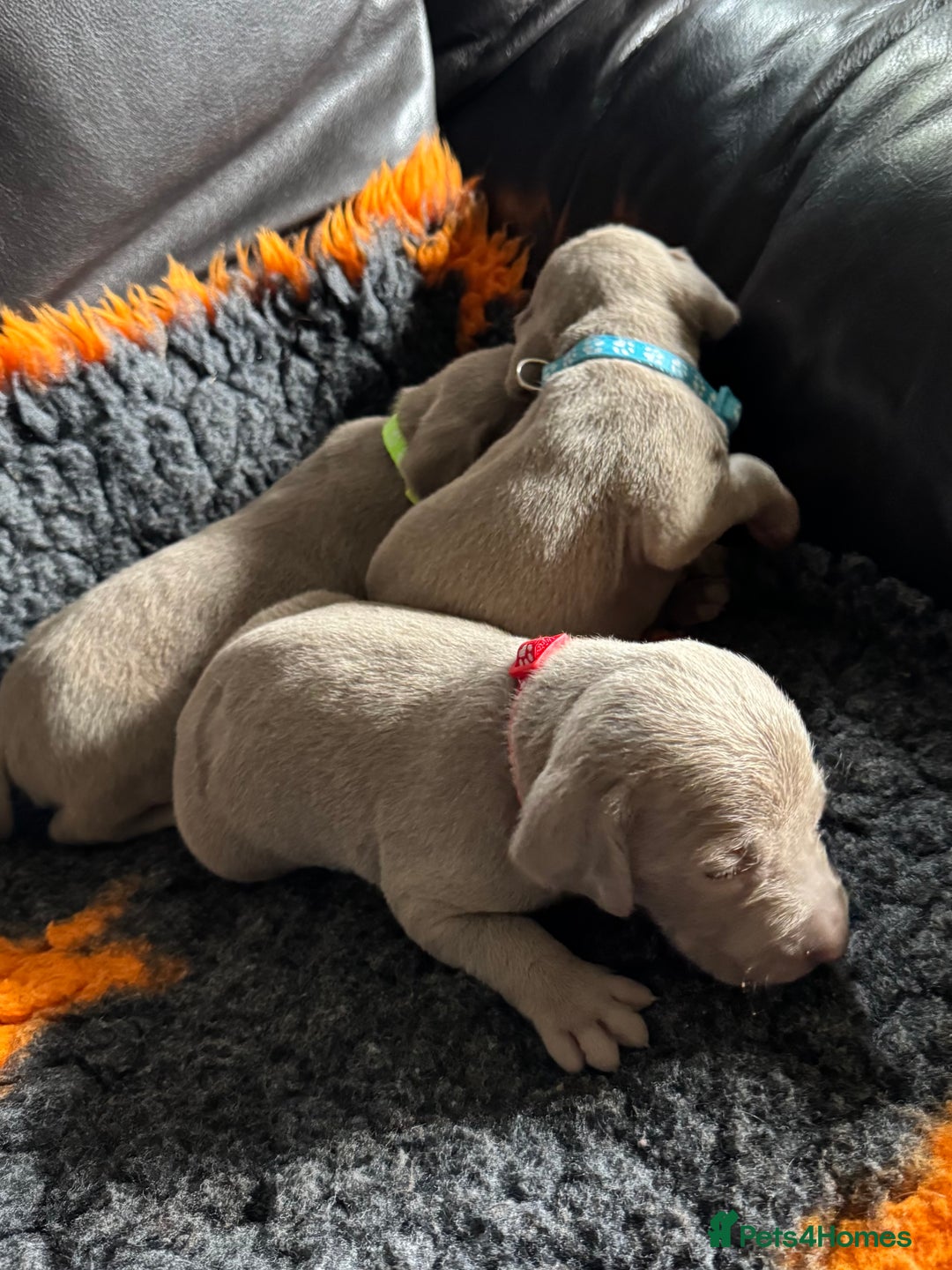 Weimaraner dogs for sale: Quality Weimaraner Puppies - Image 2