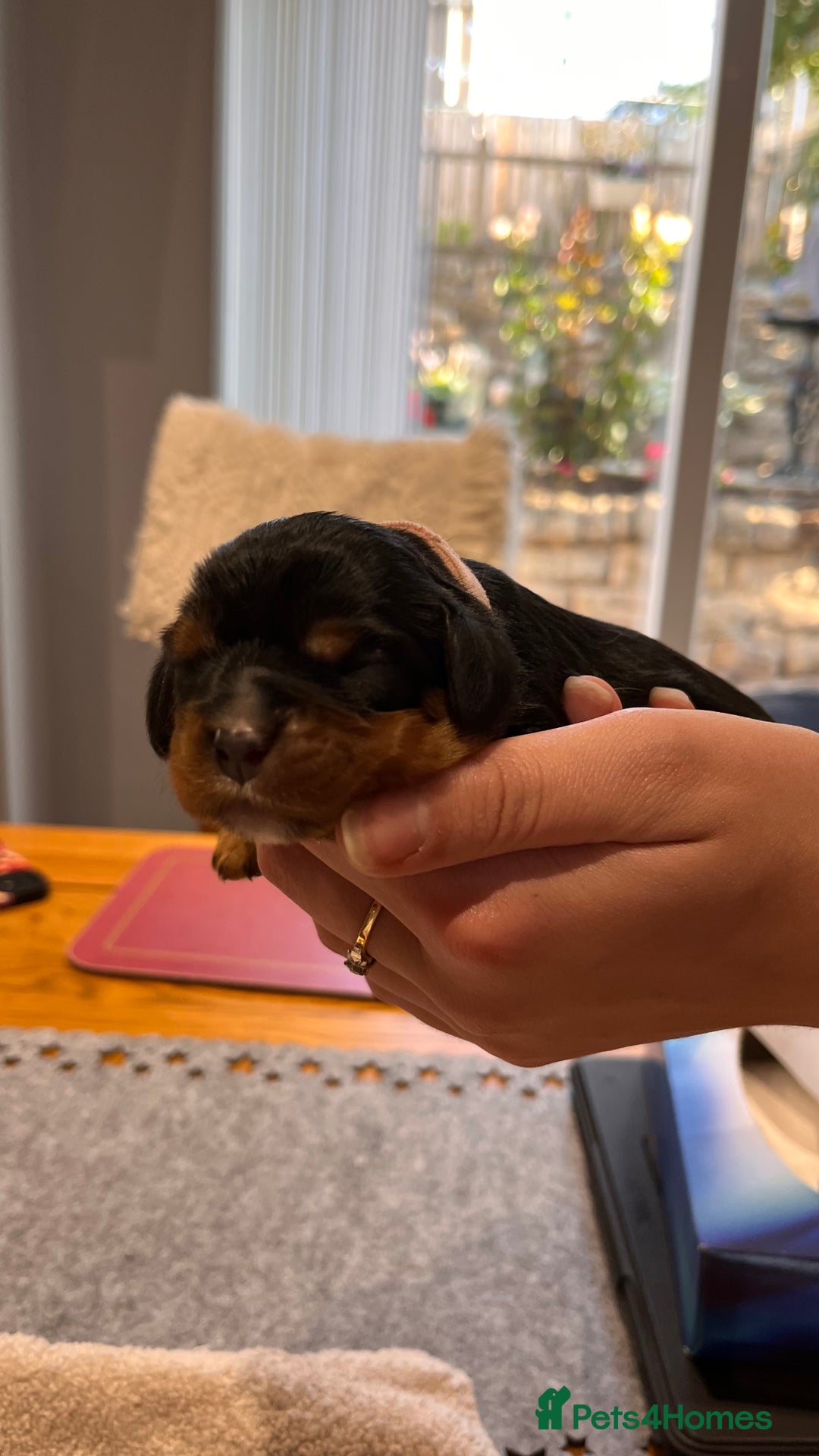 Cavalier King Charles Spaniel dogs for sale: Health Tested Parents - Image 6