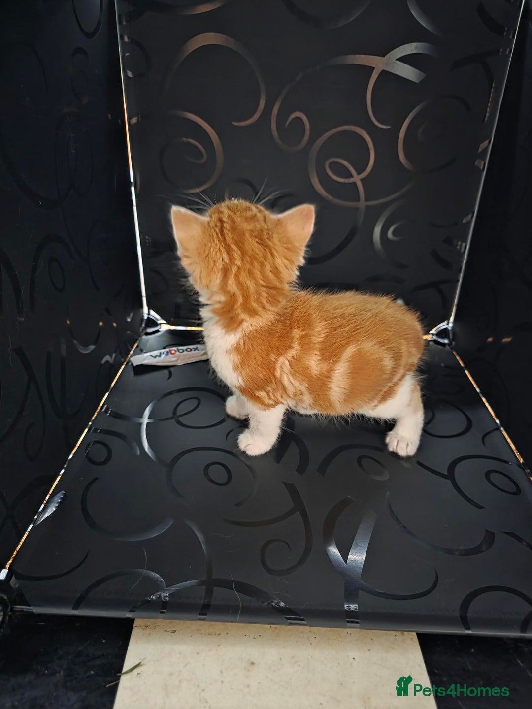 British Shorthair cats for sale: Rare ginger females. 1 male. British shorthair - Advert 27