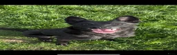Belgian Shepherd Dog dogs for sale: Gorgeous puppies for sale! - Advert 2