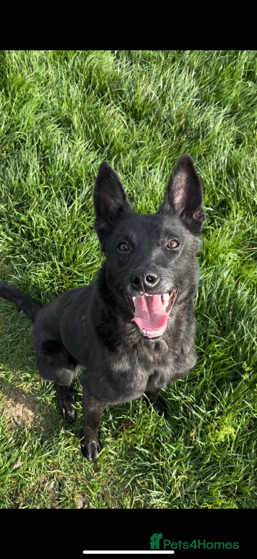Belgian Shepherd Dog dogs for sale: Gorgeous puppies for sale! - Advert 2
