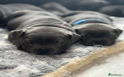 Staffordshire Bull Terrier dogs for sale: Staffordshire Bull Terrier Puppy purple  - Beautiful KC reg Blue Staffordshire bullterriers  - Image 19