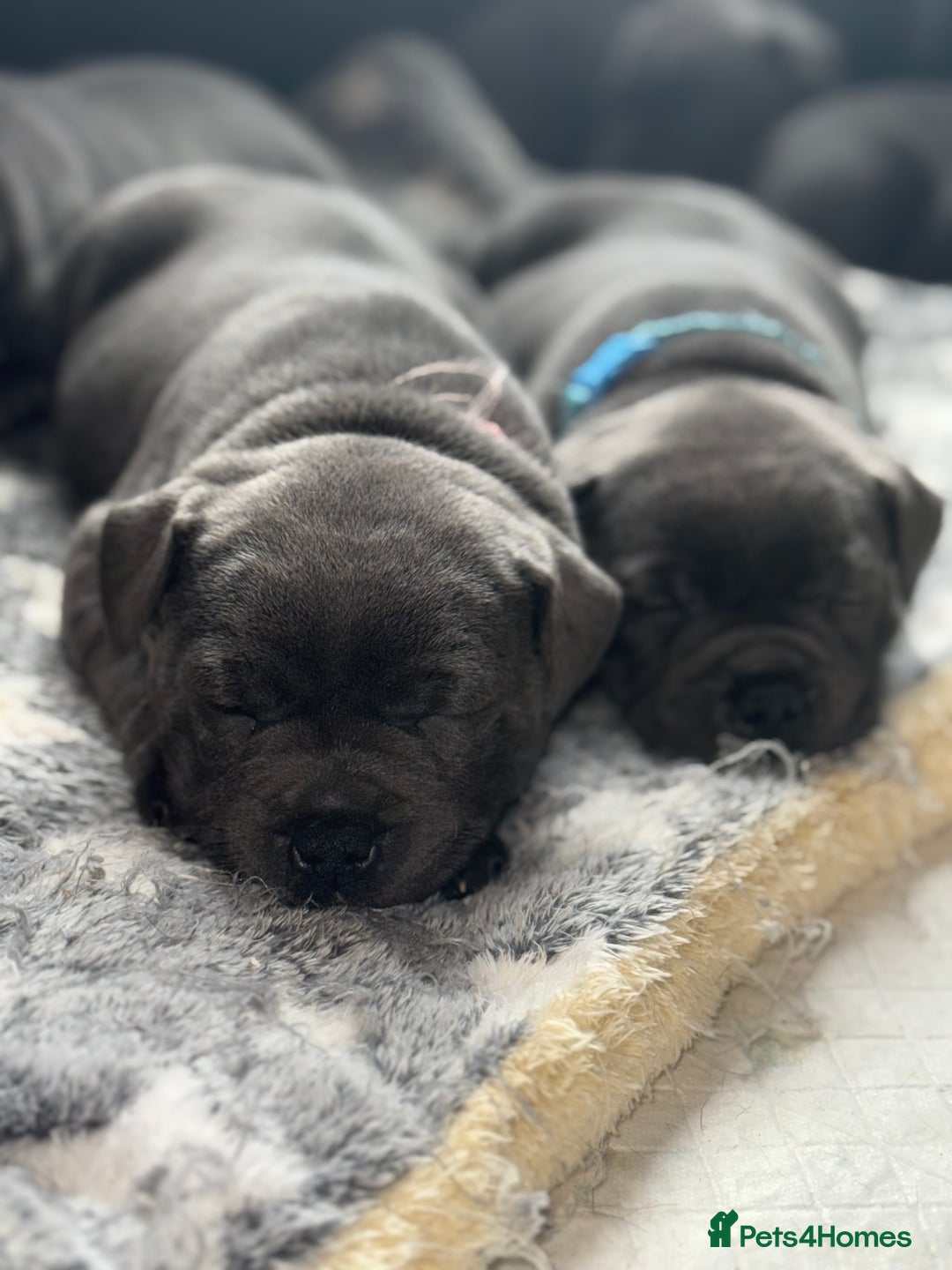 Staffordshire Bull Terrier dogs for sale: Staffordshire Bull Terrier Puppy purple  - Beautiful KC reg Blue Staffordshire bullterriers  - Image 19