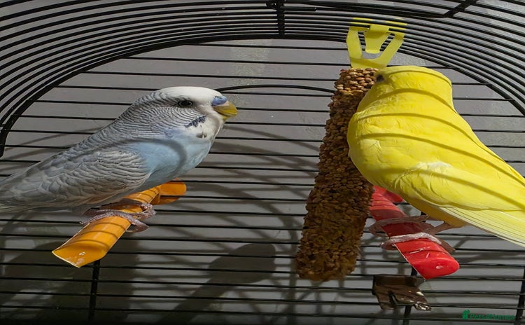 Parrots birds - Advert 1