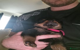 Rottweiler dogs for sale: Rottweiler  - Image 13