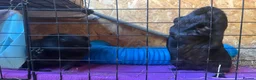 Guinea Pig rodents for sale: Male and female guinea pigs available  in High Wycombe - Advert 2